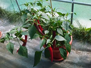 Tütkische Paprika 28.8