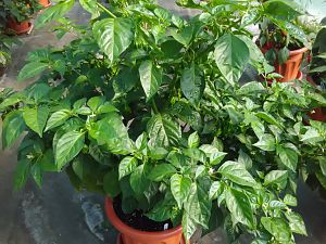 Habanero Choco 1 28.8