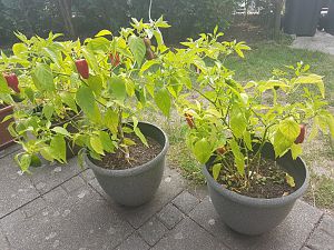 20180902_125646[1]