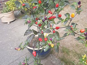 20180902_125639[1]