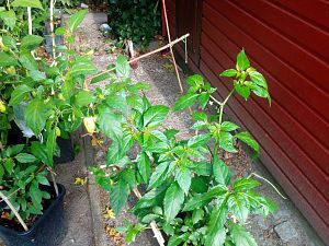 IMG_20180831_174318_989