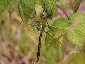 Libelle