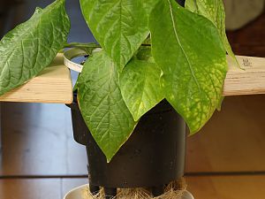 20180901-bhut-golden-lechuza-HM6C4289