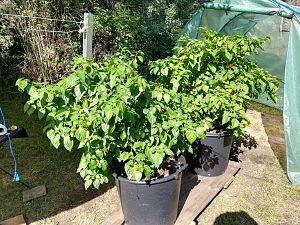 Habanero Orange und Red im 7ten Jahr