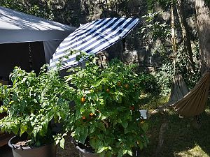 Habanero Orange und Red im 7ten Jahr