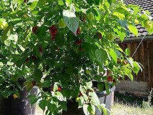 Habanero Red im 7ten Jahr