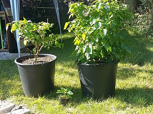 Frisch vom Überwinterer geholt im Mai 2018