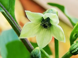 Naga (Bhut) Jolokia 3