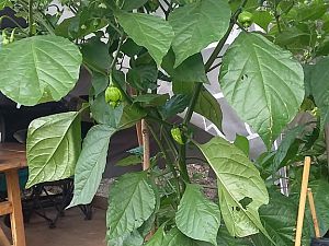 Naga (Bhut) Jolokia 4