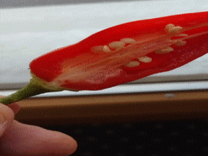 Aji Blanco Cristal