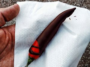 schokolierte C.annuum