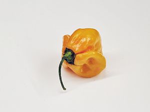 7Pot Yellow