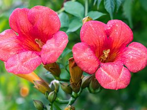 2018_08_27_Campsis
