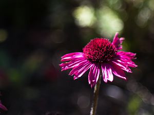2018_09_09_Echinacea