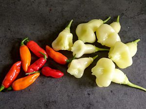 Aji White Pepper and Unknown Chilis
