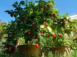 20180912_125855-rocoto-cuencano
