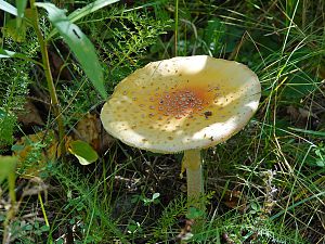 Gelber Fliegenpilz