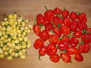 IMG-20180915-WA0006