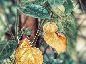 Physalis peruviana