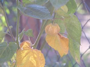 Physalis peruviana
