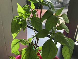 IMG_0650