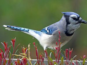 Blue Jay / Blauhäher
