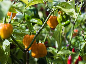2018_09_26_Aji Dulce Rojo_gelb