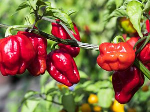 2018_09_26_Aji Dulce Rojo2