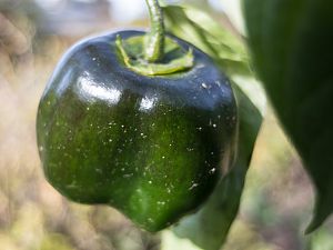 2018_09_26_p360_frucht