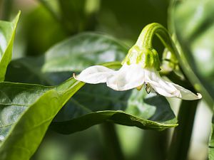 2018_09_26_tj_blüte