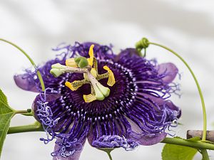 2018_09_26_passiflora Byte