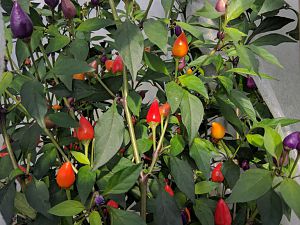 IMG_20180927_144853
