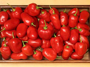 20180927-rocoto-cuencano-HM6C4717