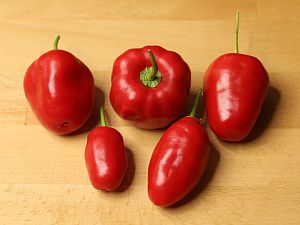 20180927-rocoto-cuencano-HM6C4714