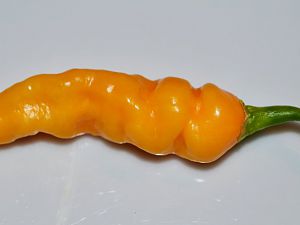 Coole Blondine - Black Bhut x Murupi Amarela White?