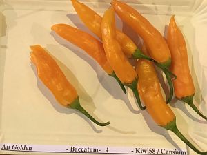 Aji_Golden
