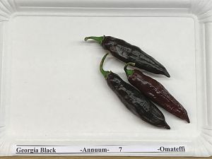 Georgia_Black