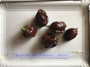 Jamaican_Hot_Chocolate