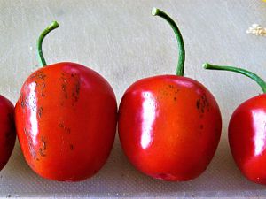 Rocoto mini, mit Streifen die tipysch für Jalapeno sind