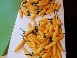 Lemon Drop Ernte