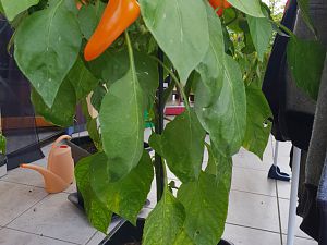 10.10.18 Lunchboxpeper Orange