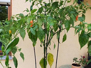 10.10.18 Aji Amarillo
