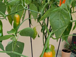 10.10.18 Aji Amarillo abreifen