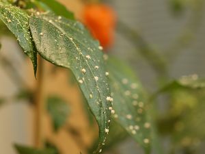 20181008-schlupfwespen-praon-HM6C4748