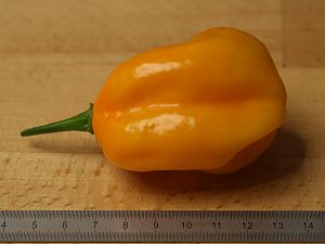 20181013-grenada-seasoning-HM6C4749