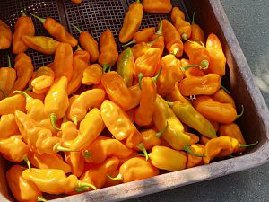 IMG_20181005_123446