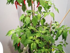 IMG_20181017_080704