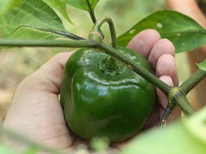 20181020-rocoto-p360-HM6C4810