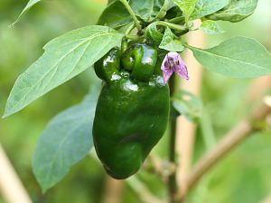 20181020-rocoto-cuencano-HM6C4798