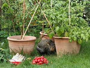 20181020-rocoto-rueckschnitt-HM6C4793